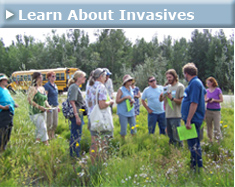 Learn About Invasives
